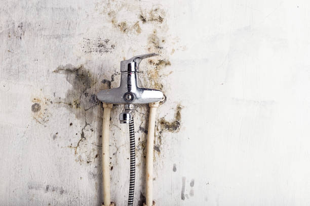Best Affordable Mold Removal  in Roswell, NM
