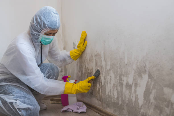 Best Professional Mold Removal  in Roswell, NM