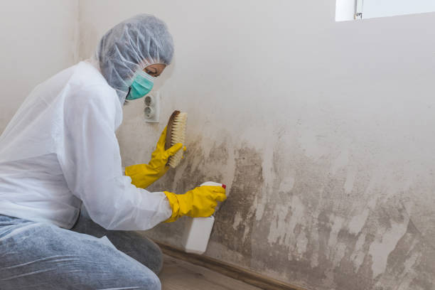 Best Attic Mold Removal  in Roswell, NM