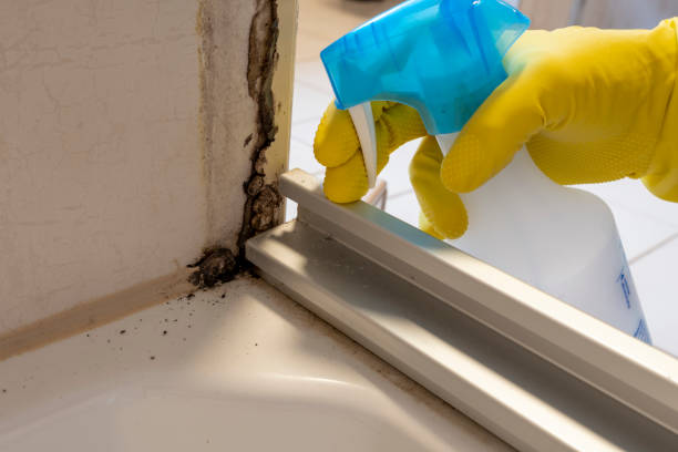 Certified Mold Removal in Roswell, NM