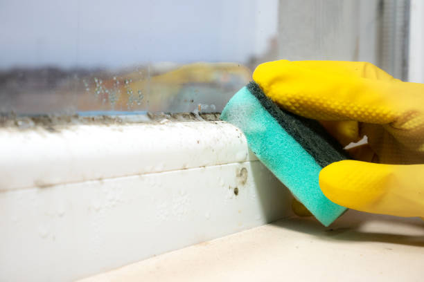 Best Mold Remediation Experts  in Roswell, NM