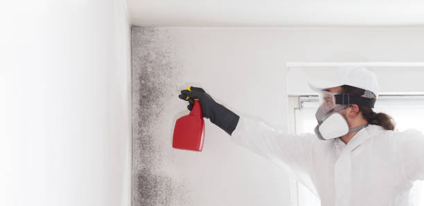Office Mold Removal Services in Roswell, NM